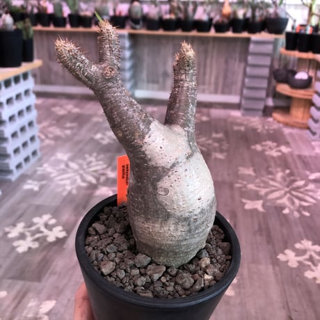 packypodium  gracilius《小さめM  size》※現地球発根済株‼︎※早々芽吹き始めた希少二頭枝グラキ‼︎白柄が愛くるしい一株※mad black pot植え