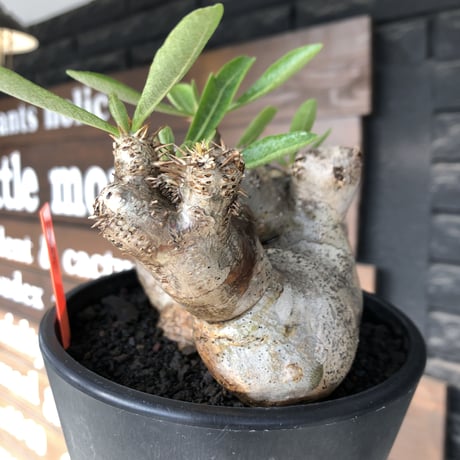 pachypodium brevicalyx《L size》※現地球発根後店主国内管理5年株※美術的interior性高きゴツゴツ肉々しい装いの低重心株※mad black pot植え
