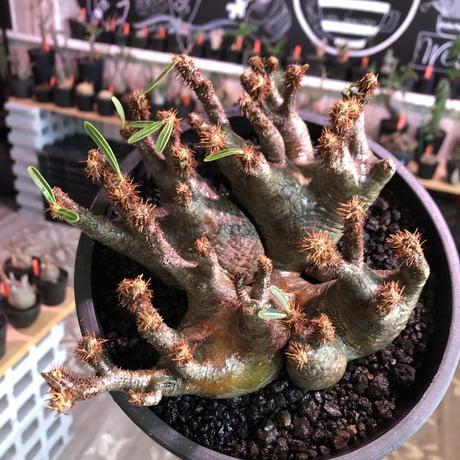 premium pachypodium gracilius 7he'd株※現地球発根済株※店主国内管理3年株※群生株と称しても過言でない程エグく‼︎渾身の一株※mad black bowl pot植え