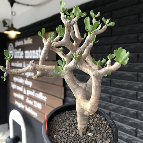 othonna furcata《L size》良枝振り樹形※現地球発根後店主国内管理5年株※肉々しい極枝振り良き美しい良樹形株※mad black pot植え