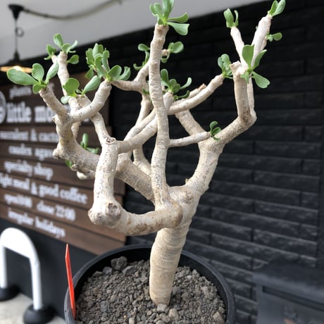 othonna furcata《 L size》極白肌良樹形※現地球発根後店主国内管理5年株※極美白肌且つ丁度良きサイズ感の良樹形株※mad black pot植え