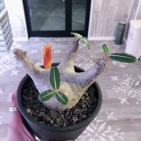 packypodium  makayense《M size》