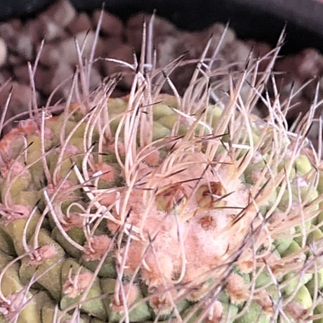 strombocactus 菊水《M size》希少‼︎現地球発根済株※店主国内管理8年株※激希少株の上、美しい樹形で堪らない良きサイズ感‼︎※mad black bowl pot植え