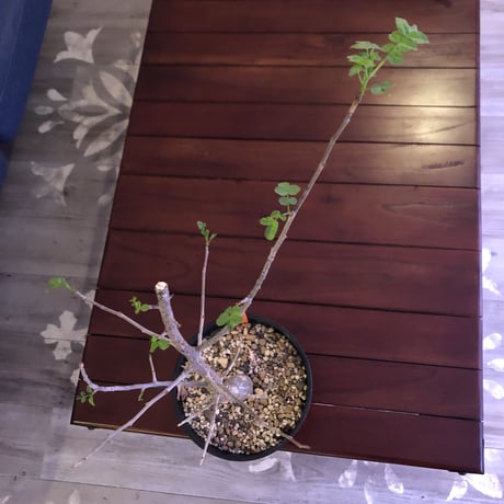 bursera  fagaroides《M size》