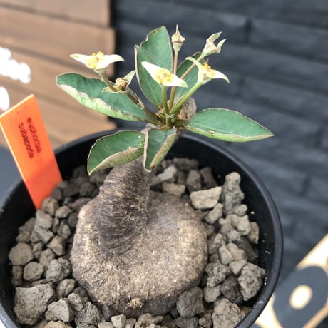 euphorbia   subapoda《S  size》特化した唸り& best balance株