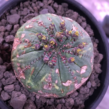 euphorbia  obesa《大きめM  size》※現地球発根済株※ちょうど良きサイズ感&一部木質化した味深きwildオベサ※mad black bowl pot植え