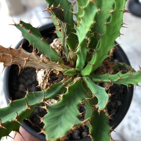euphorbia clavigera 《M size》※現地球株発根済※ワイルドすぎる勲章（傷跡）を持ち樹形バランスも抜群な良き出立ちな一株※black pot植え
