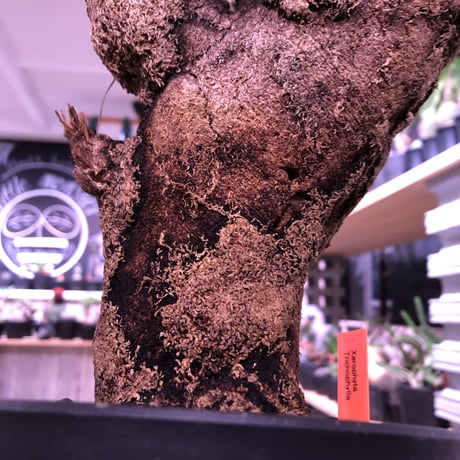xerophyta  trichophylla《L size》※最強靭株‼︎再来‼︎　限定1株　※mad black pot植え