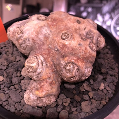 packypodium  brevicaule恵比寿笑い《M size》※現地球発根済株※店主国内管理4年株※個体差として珍しく赤肌をもつ恵比寿笑い※mad black pot植え
