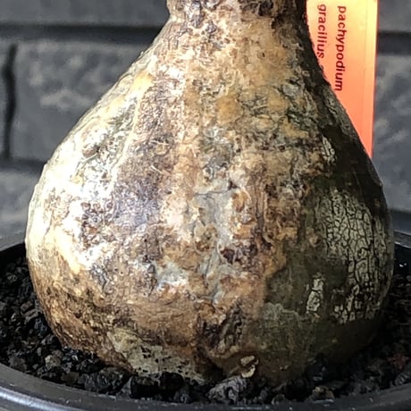 pachypodium gracilius《大きめS size》球体良樹形※現地球発根後店主国内管理3年株※weight低き短枝で360度球体良樹形※mad black pot植え