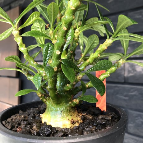 希少‼︎dorstenia   gigas《大きめM size》littmon  seed🌱7年株※ぼってり株元に半端ない枝振りなリトモン渾身の一株‼︎将来有望ギガス※mad black pot植え