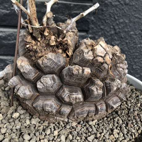 dioscorea elephantipes アフリカ亀甲竜《大きめL L size》大株※現地球発根後店主国内管理18年株※好きな方には堪らないwildすぎる出立ち※mad white 浅鉢植え