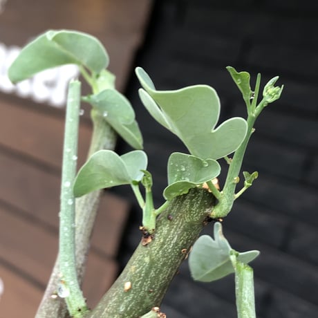 adenia spinosa《M size》球体可愛すぎる一株※現地球発根後店主国内管理3年株※まん丸低重心樹形に肌カラーが可愛すぎて堪らない※mad black pot植え