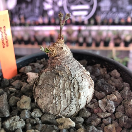 euphorbia subapoda《M size》※枝成長過程から育てる事ができ、ぼってり株で可愛いながらも特に肌質荒い小振りでもvintage感強き一株※mad  black bowl pot植え