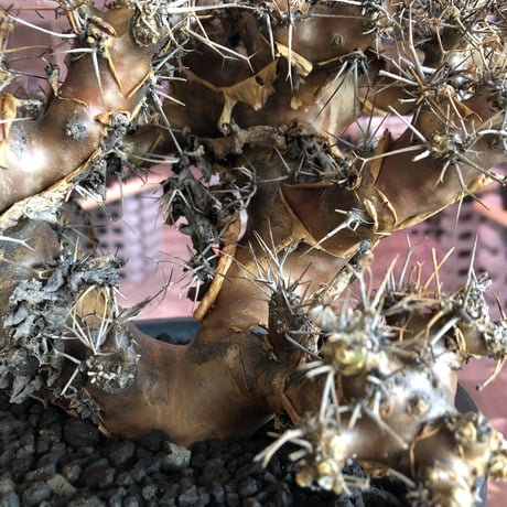 othonna  euphorbioides（L L  size）※店主5年管理株‼︎ 躍動感半端なき株‼︎　※mad black bowl pot植え