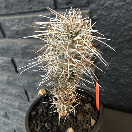 didierea  madagascariensis《M size》Ｗ-he'd株（二分頭）※激希少株※シルバーの棘に覆われたイカした奴　※mad  black  pot植え