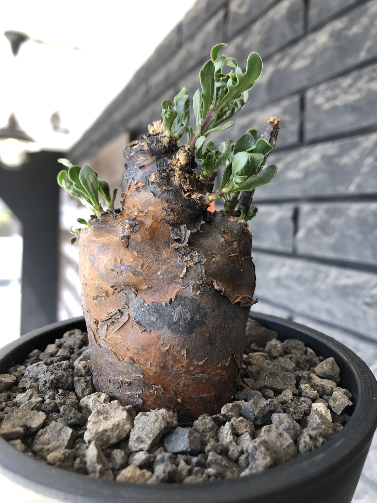 othonna retrofracta《LL size》※現地球株発根済※まず見かけない程の