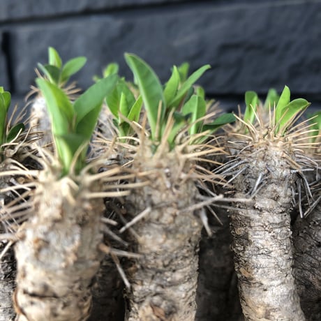 euphorbia    guillauminiana《L  size》躍動感激しいギラウミ  ※店主管理国内４年株