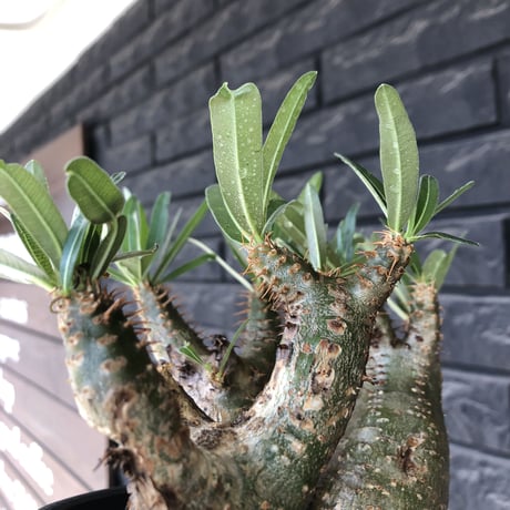 pachypodium gracilius 《L size》希少‼︎green肌 &ぼってり3-he'd株※現地球発根後店主国内管理4年株※weight低く両A面株※black bowl pot植え