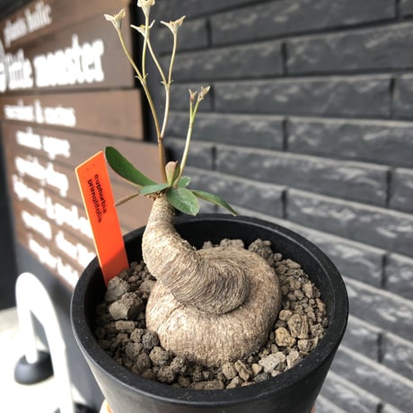 euphorbia primulifolia《大きめM size》※現地球発根後店主国内管理4年株※ぼってり樹形に絶妙balanceのウネリ枝が堪らない一株※mad black pot植え