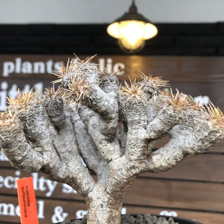 euphorbia  guillauminiana《M size》※現地球発根済株※店主国内管理4年株※溶岩質の土壌育ちの現地球株らしいwild表皮＆良枝振りが堪らない※mad black pot植え