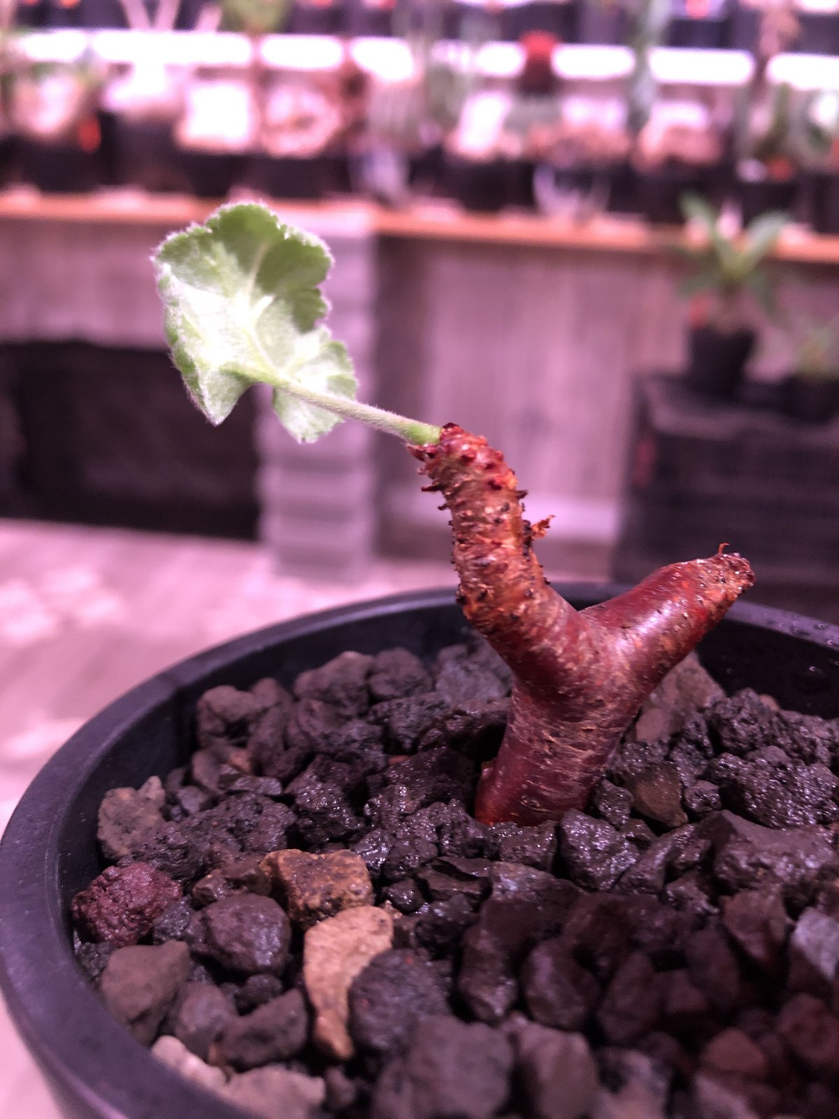 pelargonium mirabile《S size》※現地球発根済株※今後輸入が厳しいミ