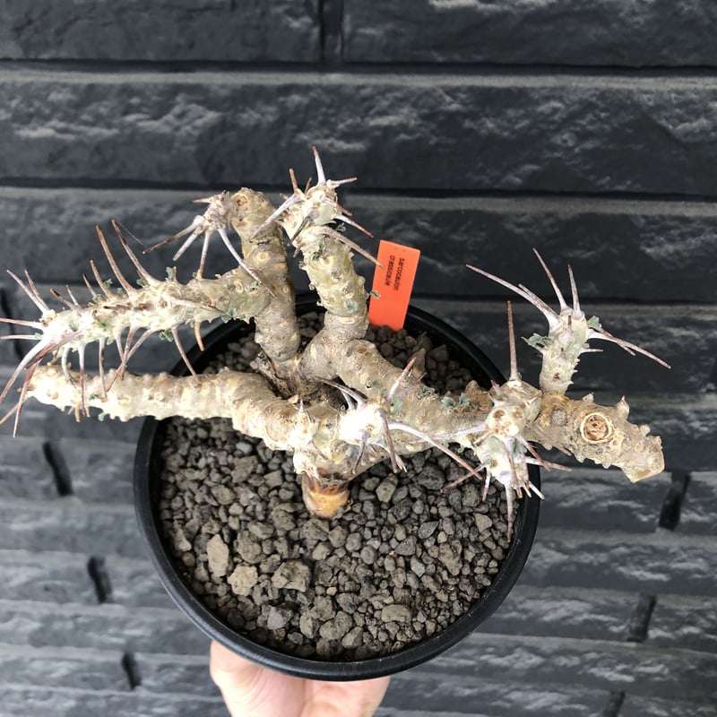 モンソニア サルコカウロン クラシカウレ 発根済 現地株 MS-02 × S.N.