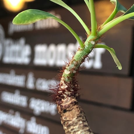 euphorbia ramena《M size》※現地球株発根済※ぽっこり丸み強き株元＆絶妙に捻くれた枝振りバランスが愛らしいラメナ※black bowl pot植え