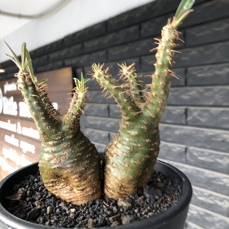 pachypodium gracilius《M size》希少green肌&W-he'd株※現地球発根後店主国内管理2年株※強いgreen肌とぼってり株元な選抜株※mad black pot植え