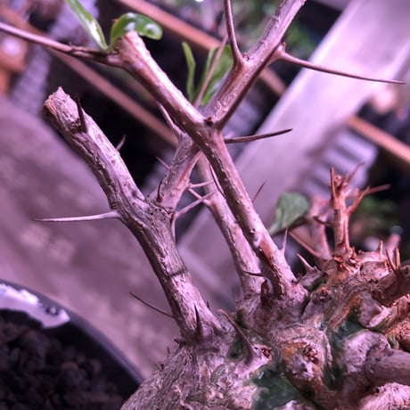 fouquieria    columnaris 観峰玉 《L size》mad  black  marble   bowl  pot  植え　※店主管理6年株