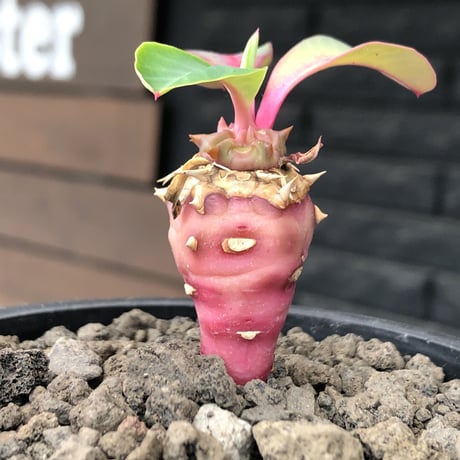 euphorbia viguieri《S size》※現地球株発根済※小振りでピンクカラーが可愛すぎる一株‼︎※mad black pot植え