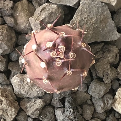 euphorbia  pachypodioides《S size 》※littmon seed🌱※まだまだ小振りが故に今後の成長過程をより感じられる一株※mad black pot植え