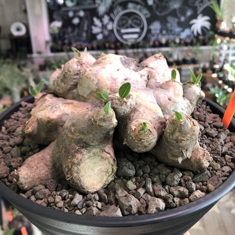 pachypodium  brevicaule恵比寿笑い《大きめL size》※現地球発根済株※味深い荒々しい肌質のbigな笑い‼︎今後流通少なくなります※浅鉢植え