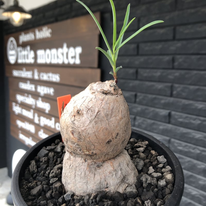 euphorbia trichadenia《LL size》※現地球株発根済※驚愕