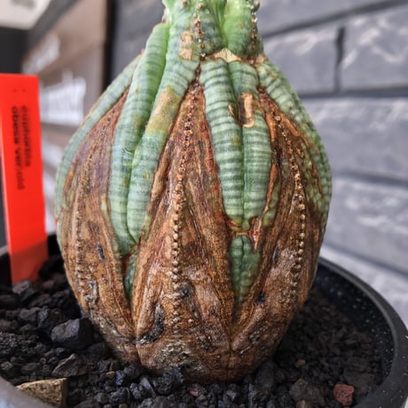 euphorbia obesa  old《L size 》※現地球株発根済※極木質化が進みビンテージ感強き年代物なワイルドオベサ‼︎※mad black bowl pot植え