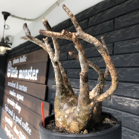 pachypodium gracilius《LL size》偏平&現地焼け肌※現地球発根後店主国内管理2年株※ロウが溶けた様な荒々しい肌感が堪らない一株※mad black bowl pot植え
