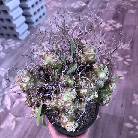 tylecodon    reticulatus《L L size》現地球発根済株※店主国内管理4年株※ヤバいほど太過ぎる株元に網目状な針の装い‼︎impact絶大※mad black pot植え