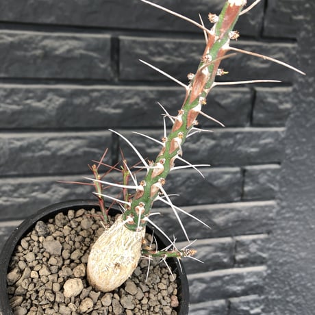 fouquieria  purpusii《L size》激希少大株‼︎※現地球発根済株※店主国内管理7年株※ビッグな壺型の最高品質‼︎昨今流通極少な渾身の一株‼︎※mad black pot植え