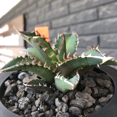 agave titanota redcatweezle 《小さめM size》※現地球発根後店主国内管理1年株※締まりも良くbalanceの取れた赤猫※mad black bowl pot植え