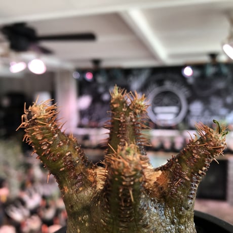 pachypodium  gracilius《S size》※現地球発根済株※店主国内管理2年株※短枝weight低きバランス良き一株‼︎※mad black pot植え