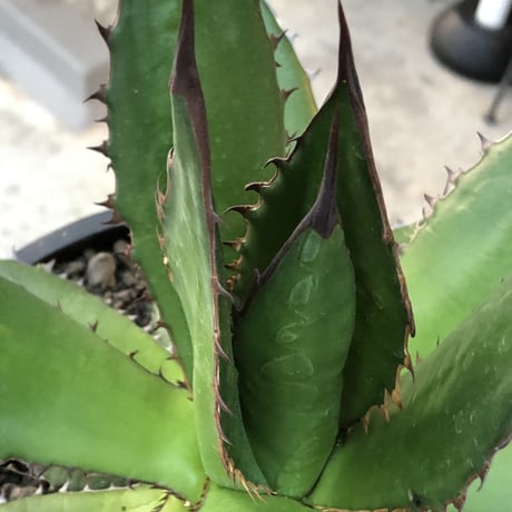 agave horrida《大きめL size》※現地球発根後店主国内管理3年株※締まり&樹形balance良き大きめホリダ※mad black bowl pot植え