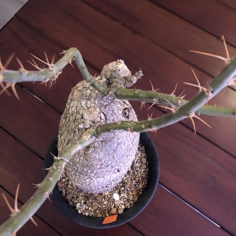 packypodium  bispinosum