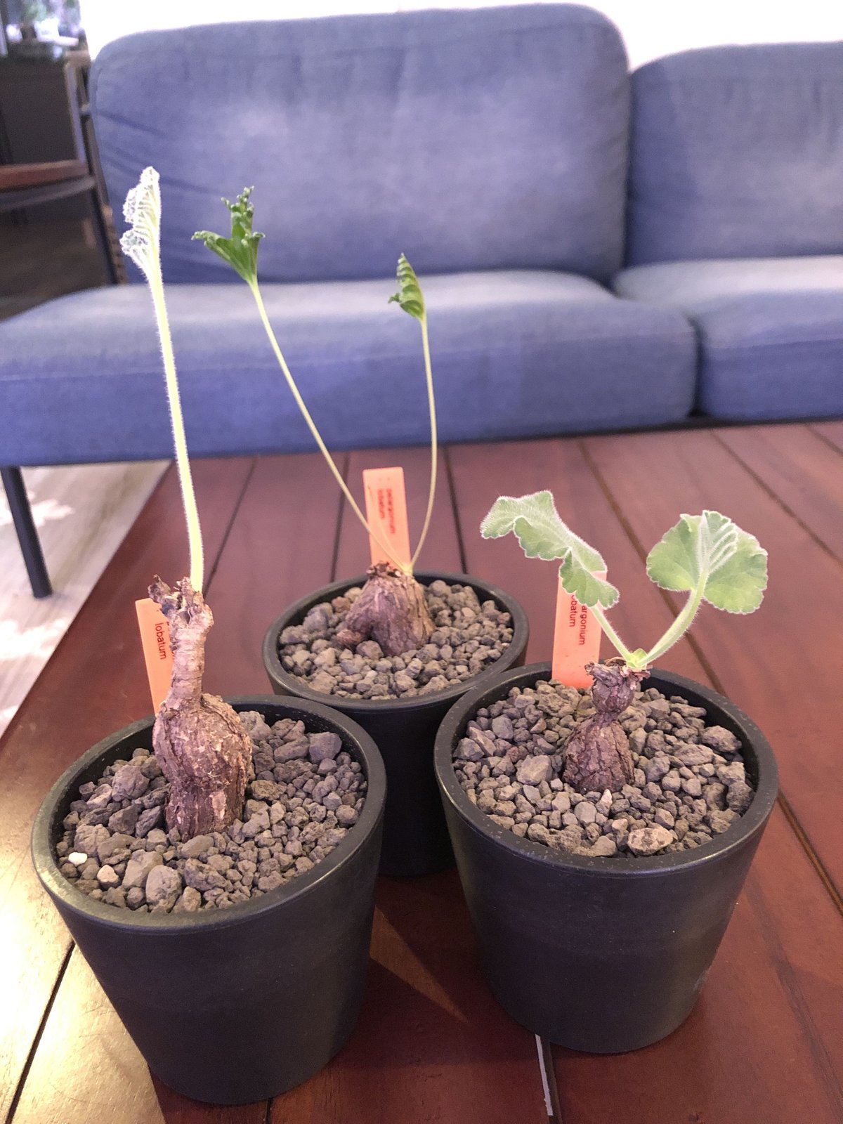pelargonium lobatum《S〜M size》※なんとも愛くるしい株に冬型ら