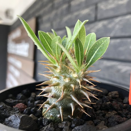 pachypodium densicaule ｗ-he'd恵比寿大黒《M size》※littmon seed🌱※恵比寿大黒らしからぬ双頭株のかわいい一株※mad black bowl pot植え