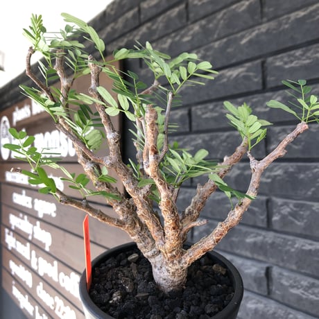 senna  meridionalis《大きめM size》※現地球株発根済※枝振りバランスも最高な一株となり幹のボコボコも強きオススメな一株‼︎※mad black pot植え