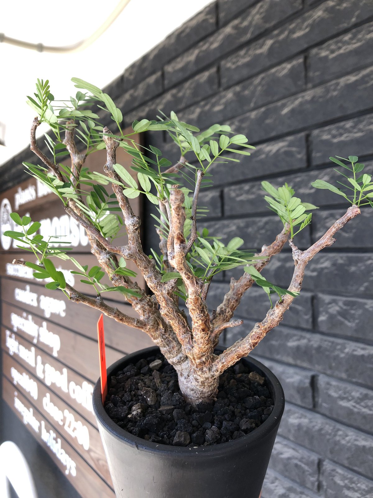 センナメリディオナリス　現地球　灌木　塊根植物　発根済み　美形　大型 センナメリディオナリス 現地球 灌木 塊根植物 発根済み 美形 大型