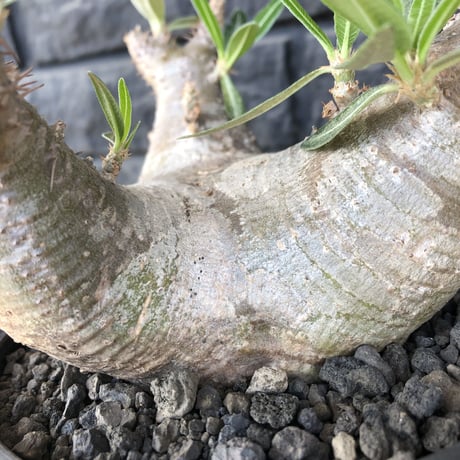 packypodium  cactipes triple he'd《M  size》※現地球発根済株※将来有望なbalanceも良き良樹形株‼︎※mad black pot植え