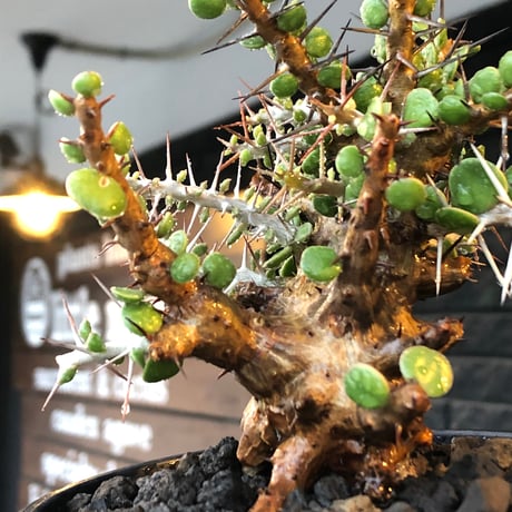 alluaudia comosa《 M size》店主長期作り込み株※現地球発根後店主国内管理6年株※極めて低重心且つ良枝振りの味深くcompactな一株※mad black pot植え