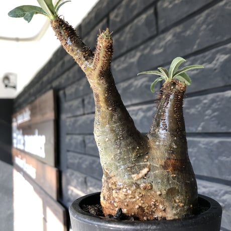 pachypodium gracilius《小さめM size》現地焼け肌※現地球発根後店主国内管理3年株※岩肌に当たり育ったエグれ傷を持つwildな出立ちが堪らない※mad black pot植え