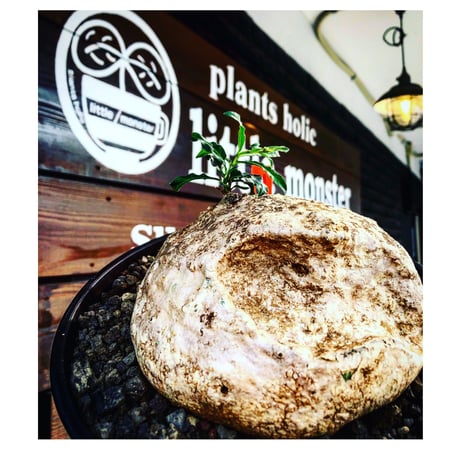 ラフィオナクメ　ブルケイ　現地球　発根済 ラフィオナクメ ブルケイ 現地球 発根済 ラフィオナクメ ブルケイ 現地